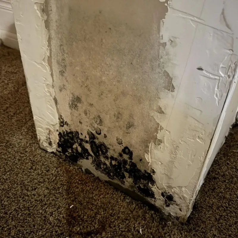 Professional Mold Removal in Wilburton, OK
